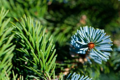 Picea bicolor - smrk dvoubarevný - jehlice